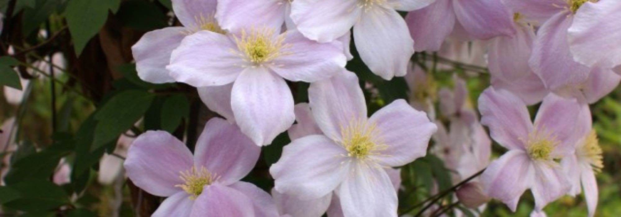 7 clematites altas