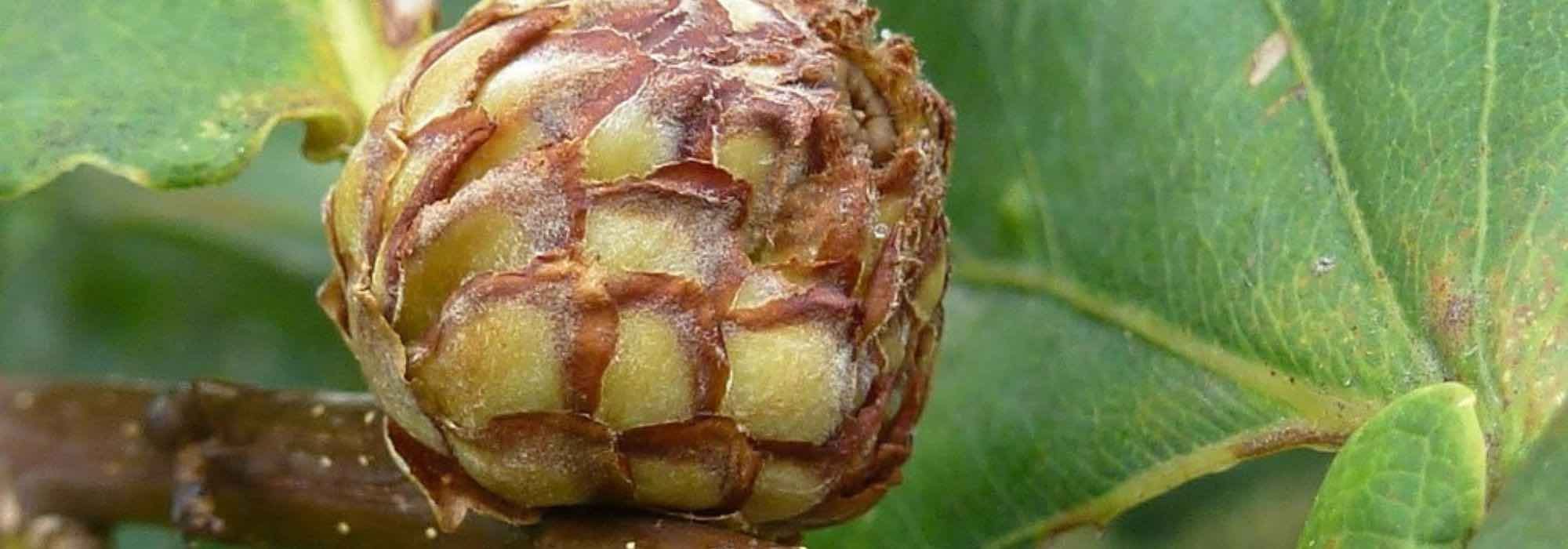 A galha do carvalho: o que é?