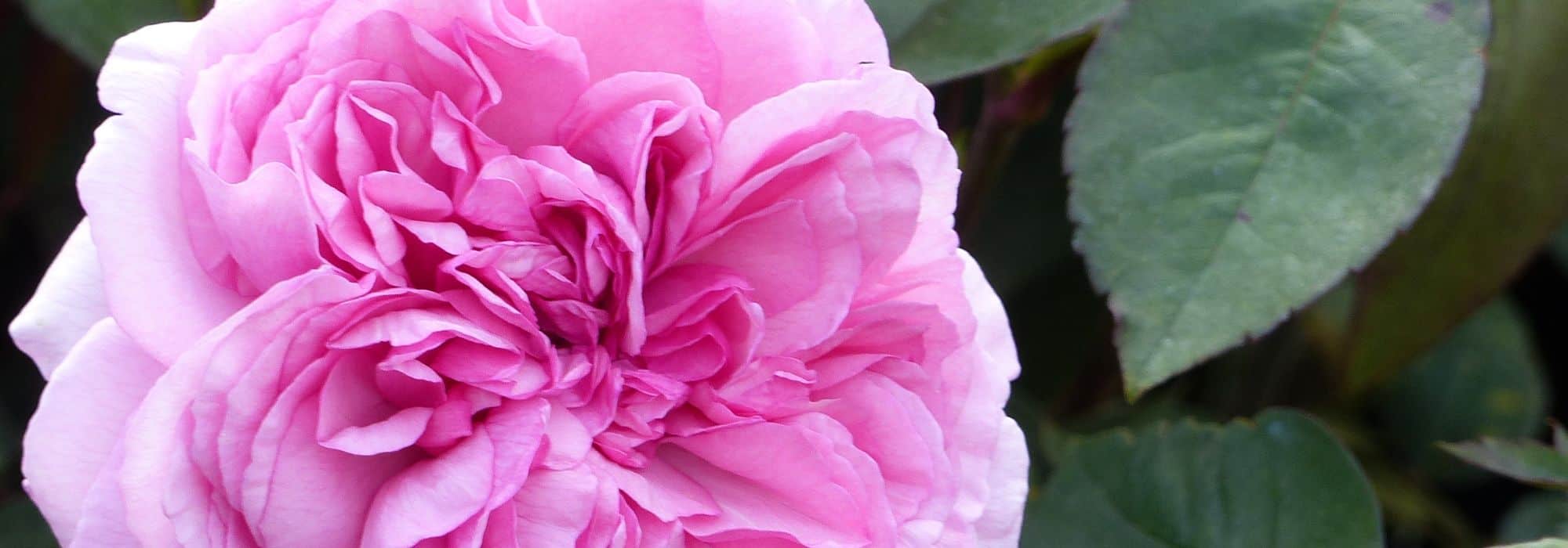 8 ideias preconcebidas sobre as roseiras
