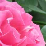 Que roseira escolher para florir um arco?