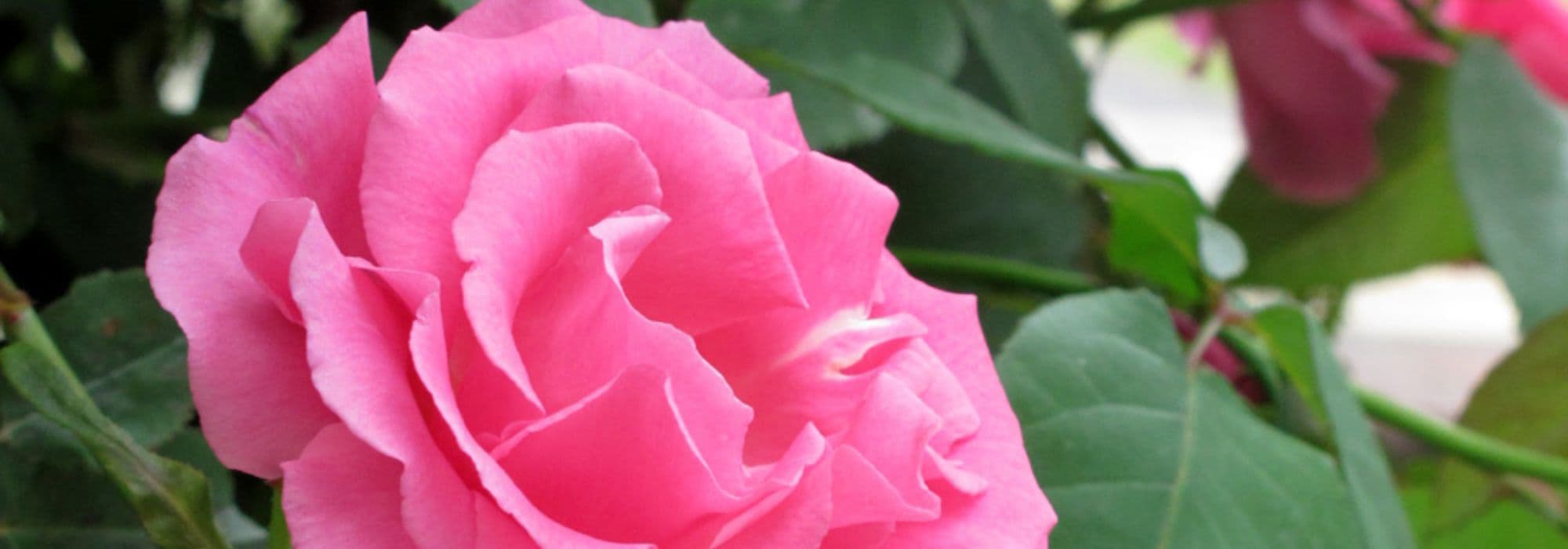 Que roseira escolher para florir um arco?