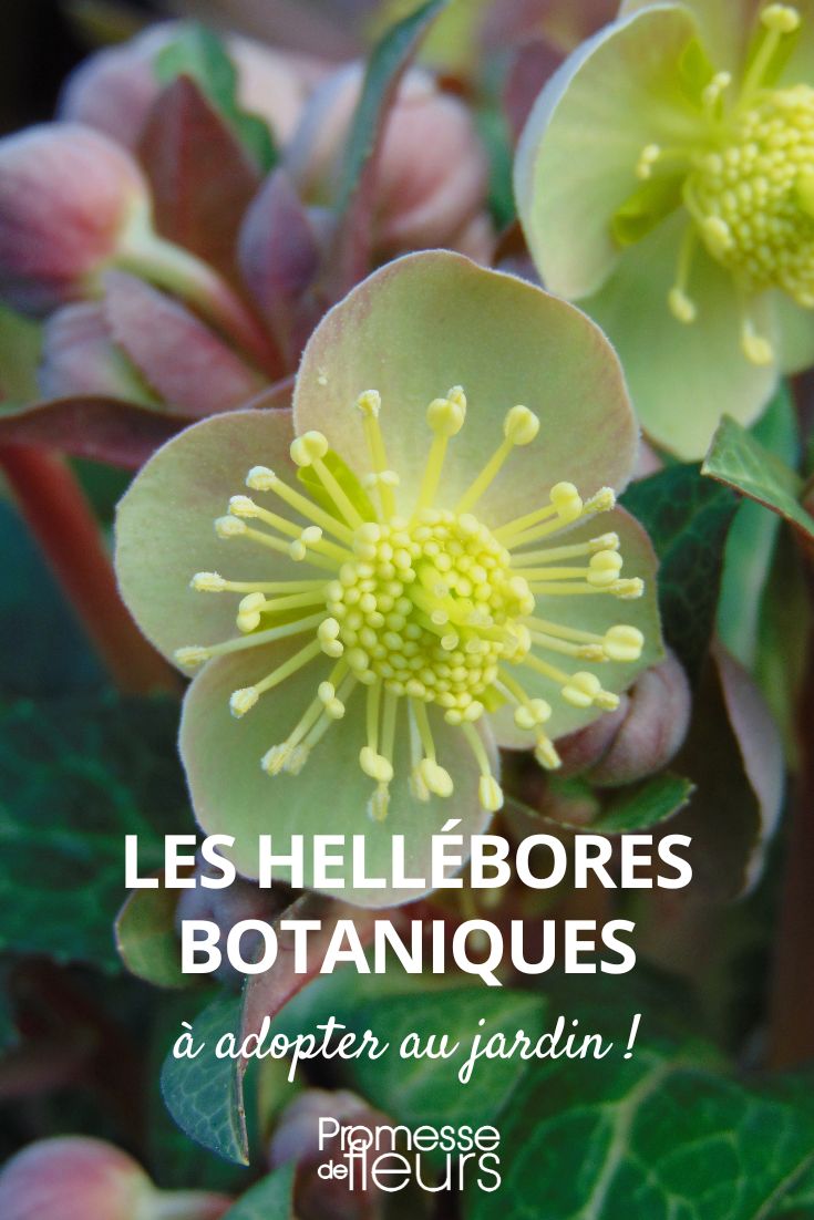heléboros botânicos