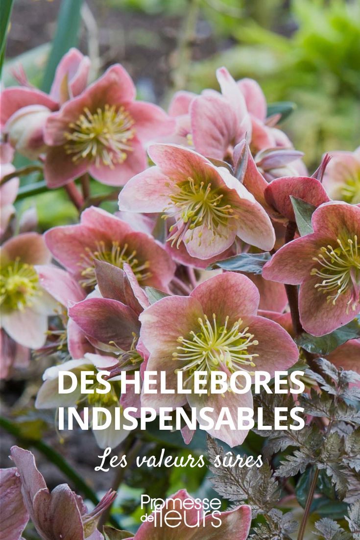Heléboros indispensáveis: escolhas seguras