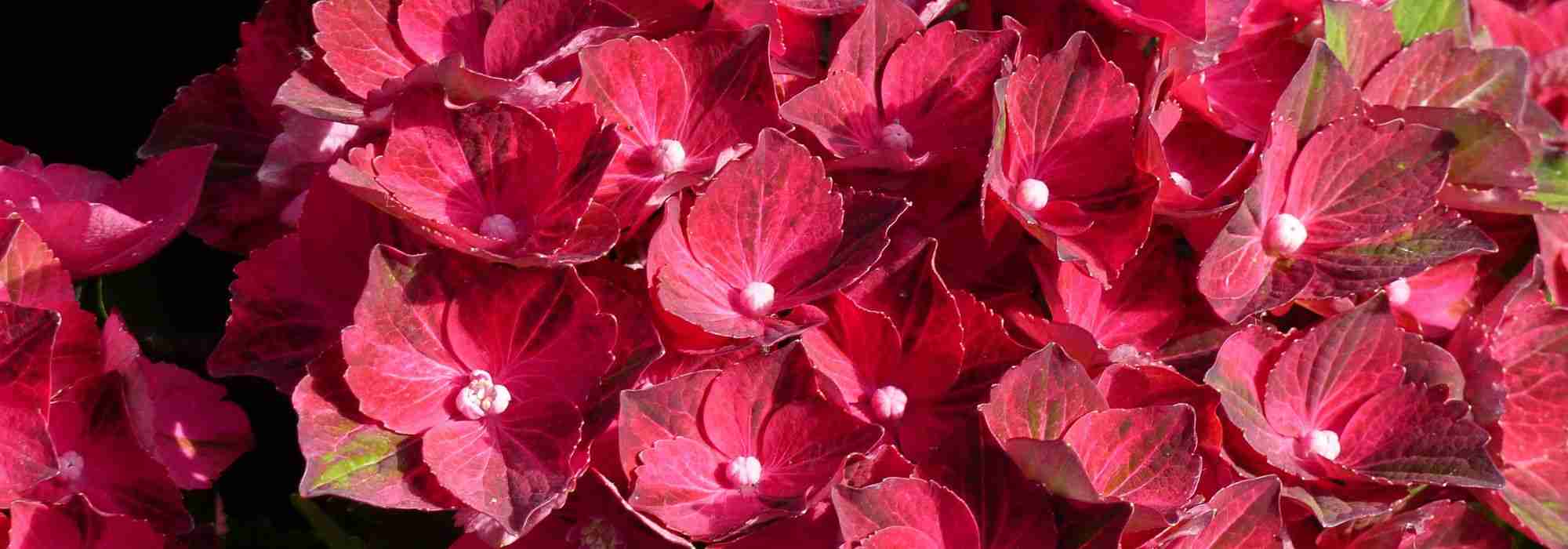 5 hortênsias com flores que mudam de cor