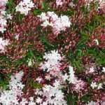 Cultivar o jasmim-dos-poetas de inverno no jardim ou em vaso