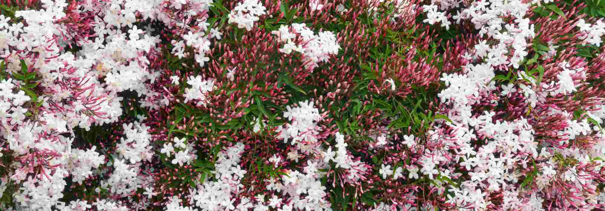 Cultivar o jasmim-dos-poetas de inverno no jardim ou em vaso