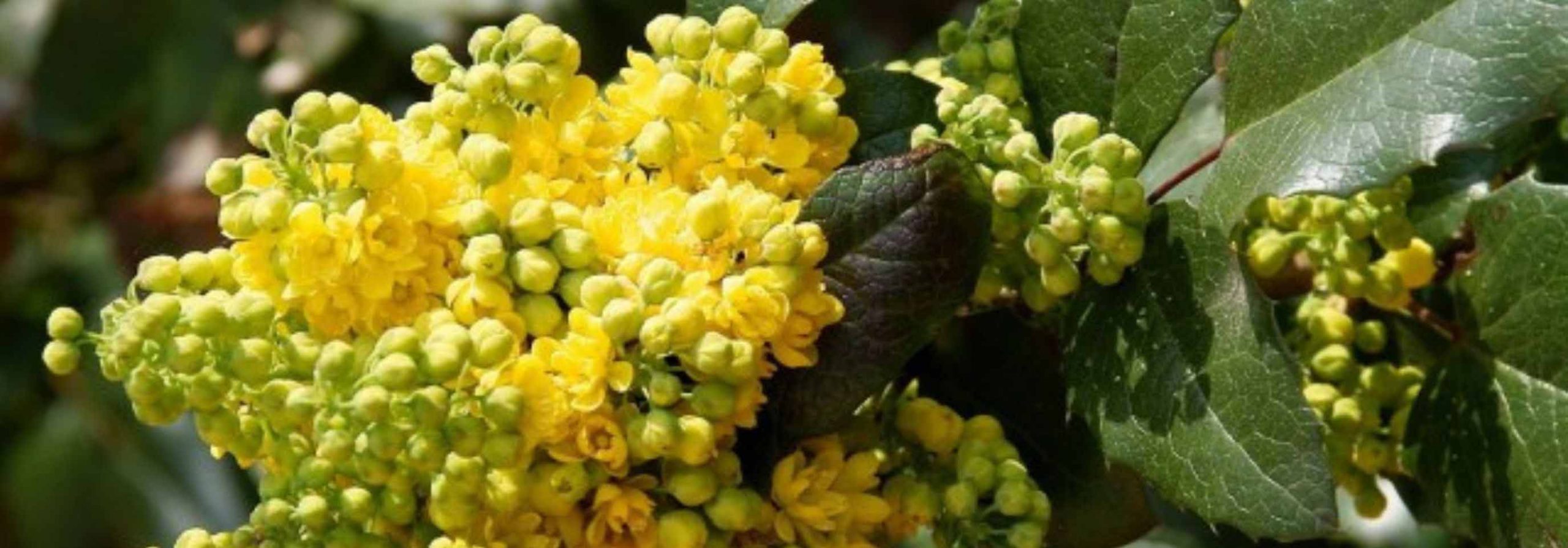 6 mahónias de floração invernal