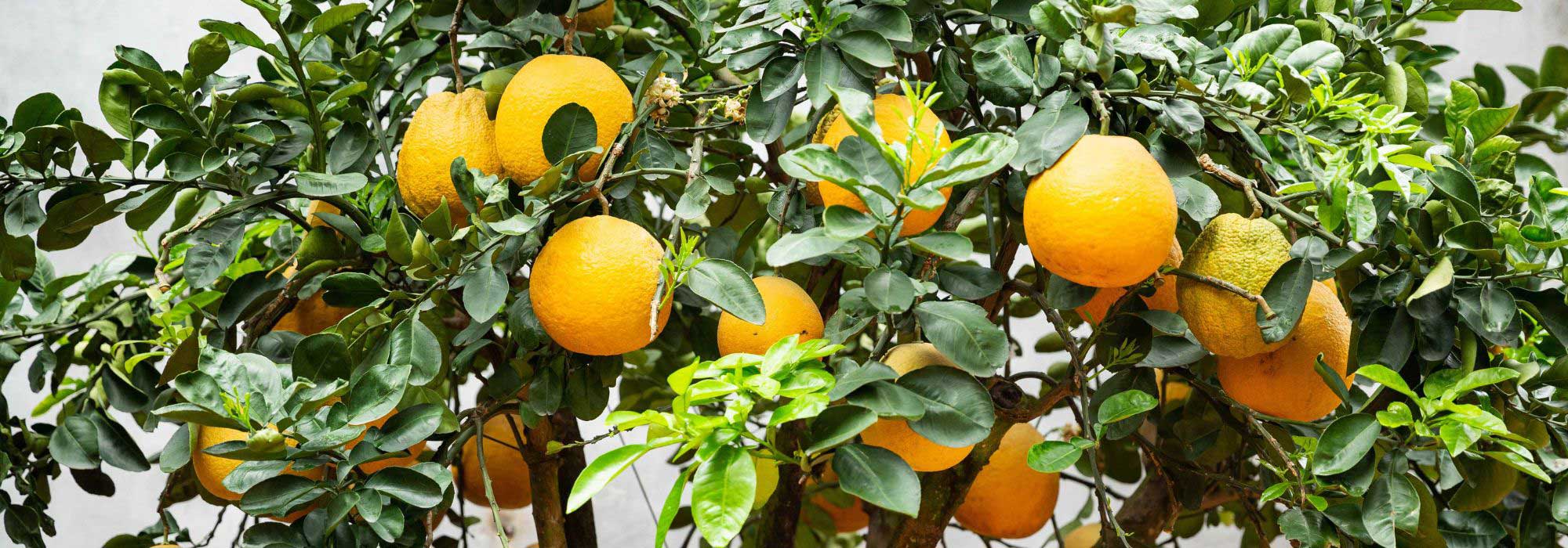 Cultivar uma laranjeira em vaso