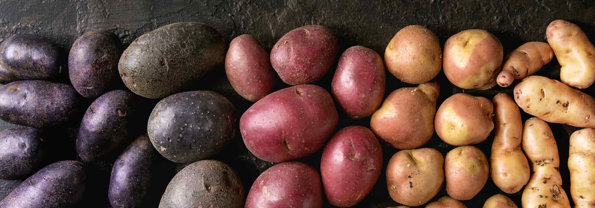 As batatas-inglesas originais e coloridas