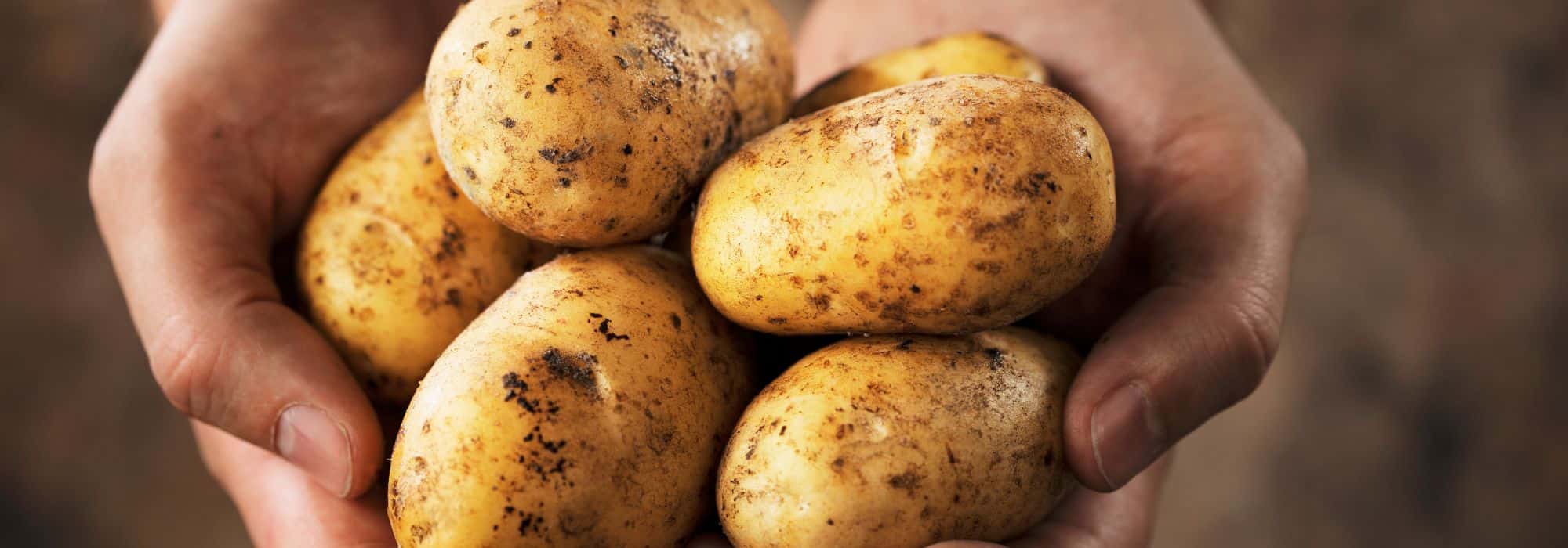 As batatas-inglesas resistentes ao míldio