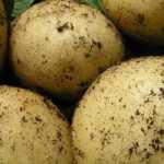 As melhores batatas-inglesas tardias