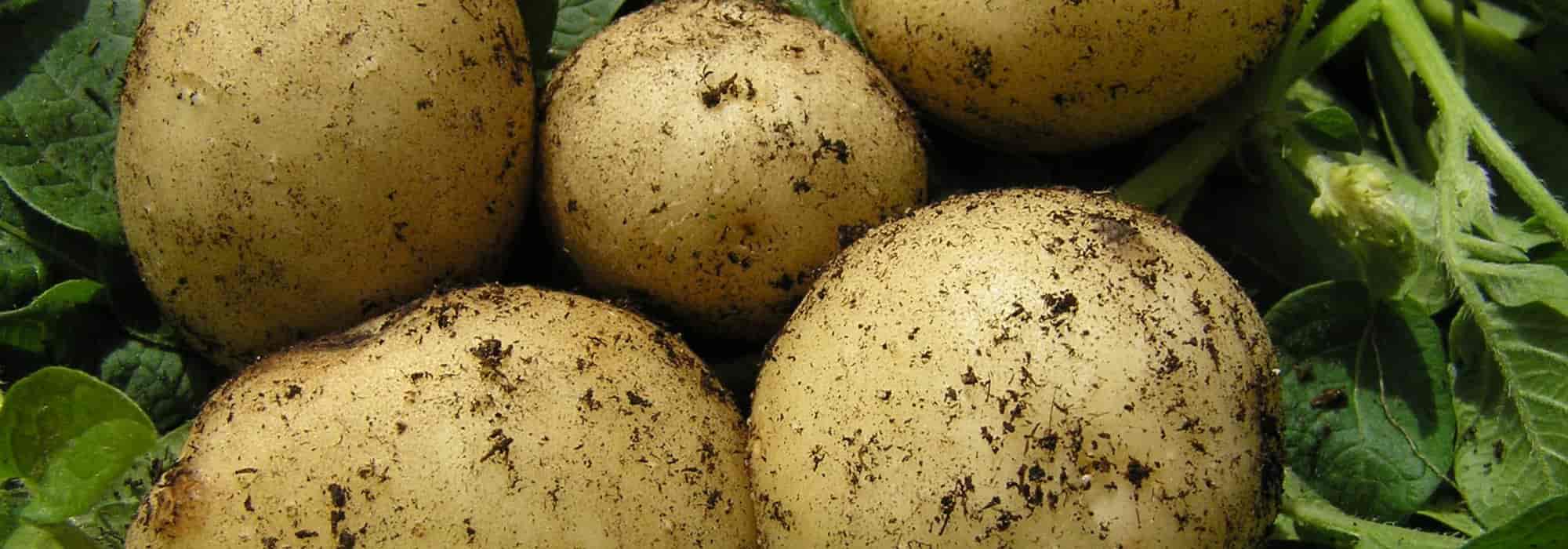 As melhores batatas-inglesas tardias