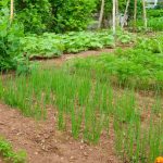 10 erros a evitar para ter uma horta bonita