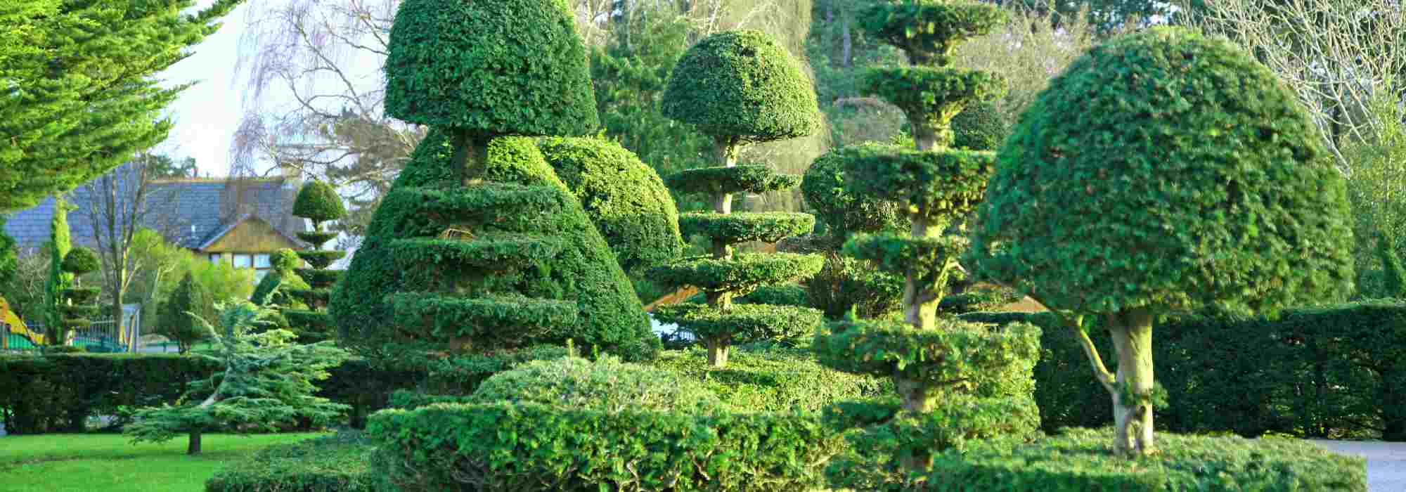 As plantas que não devem ser podadas no inverno