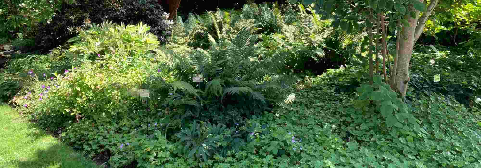 Jardinagem à sombra seca