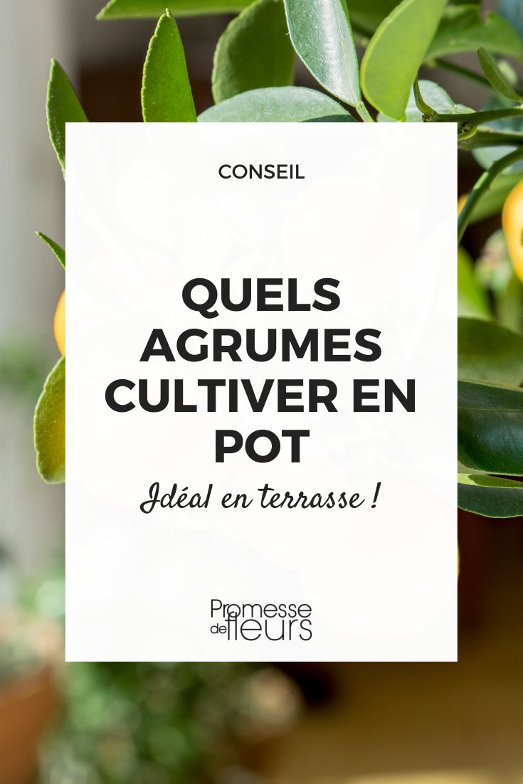 Que citrinos cultivar em vaso no terraço