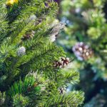 Como replantar o abeto de Natal no jardim?