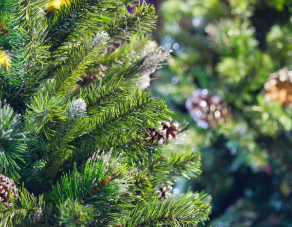 Como replantar o abeto de Natal no jardim?