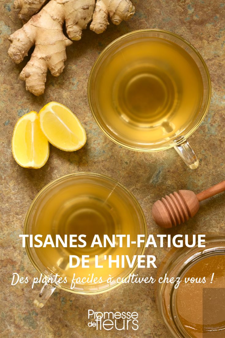 infusão contra o cansaço
