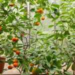 10 plantas a proteger no inverno