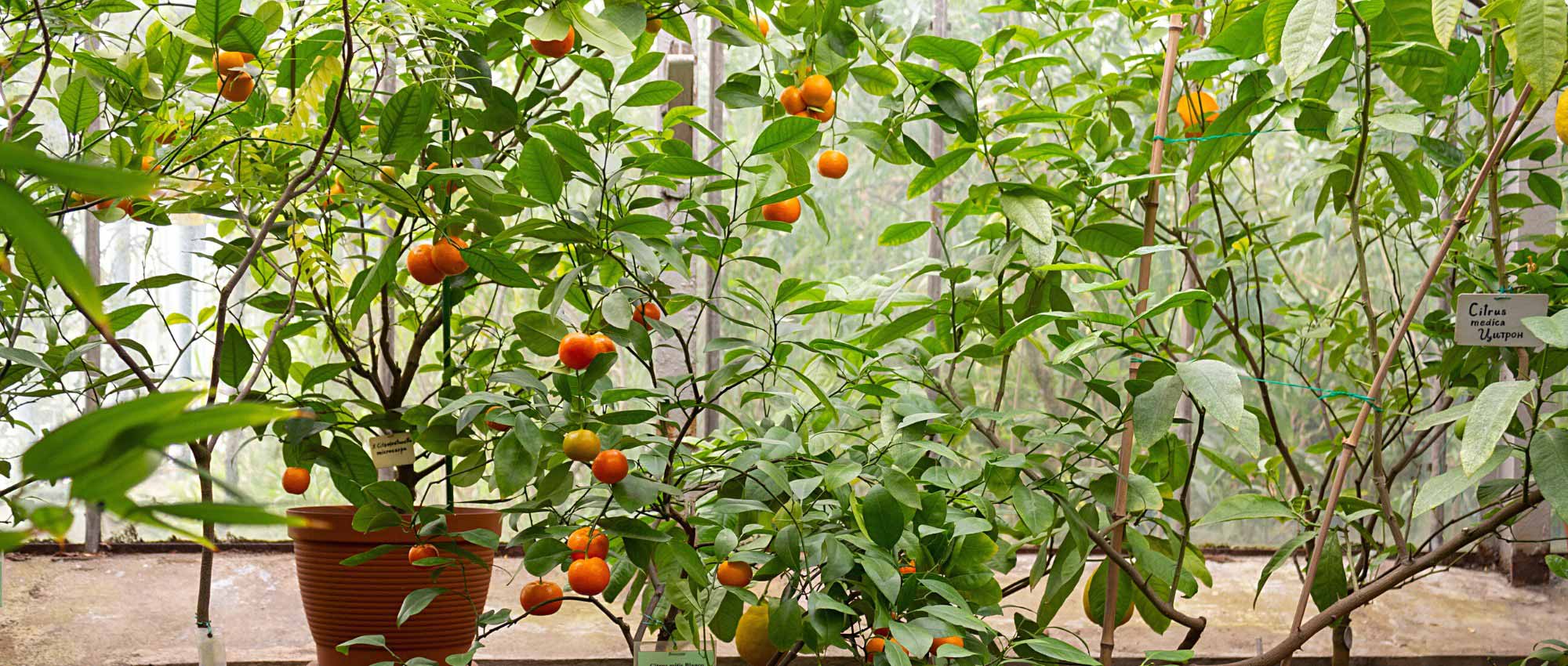 10 plantas a proteger no inverno