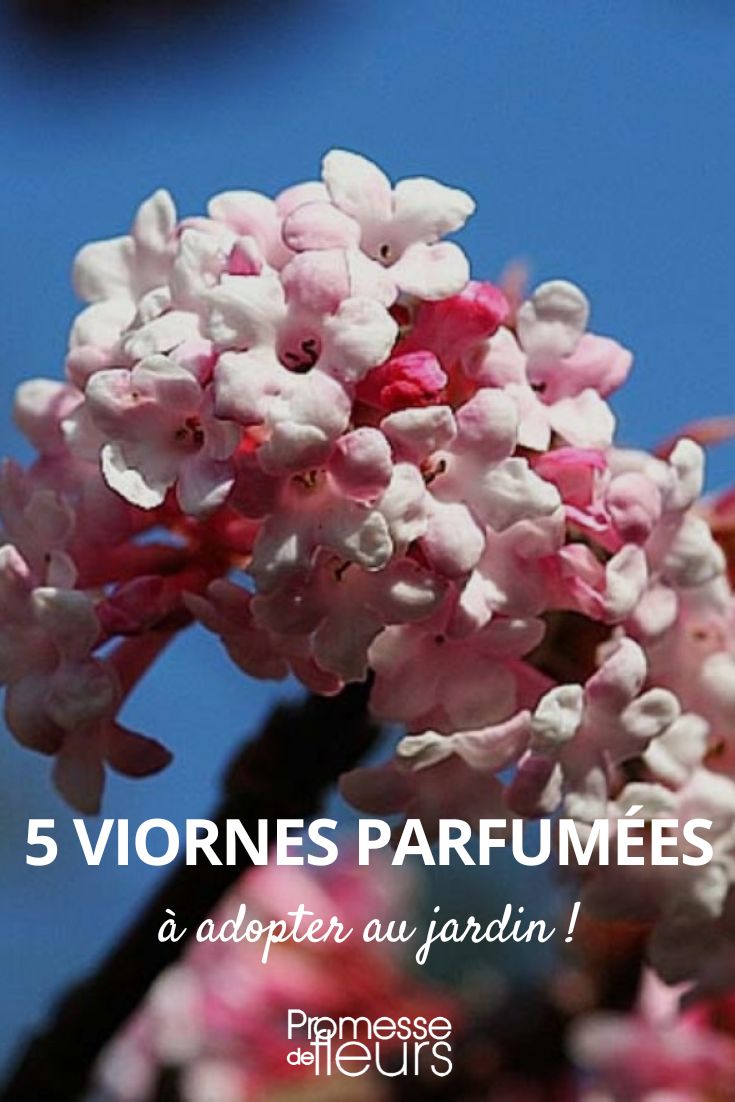 5 viburnos perfumados