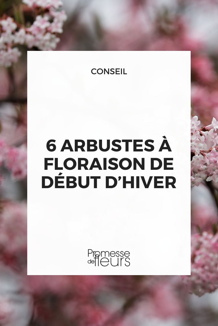 Flores de viburno-de-Bodnant ‘Daw'