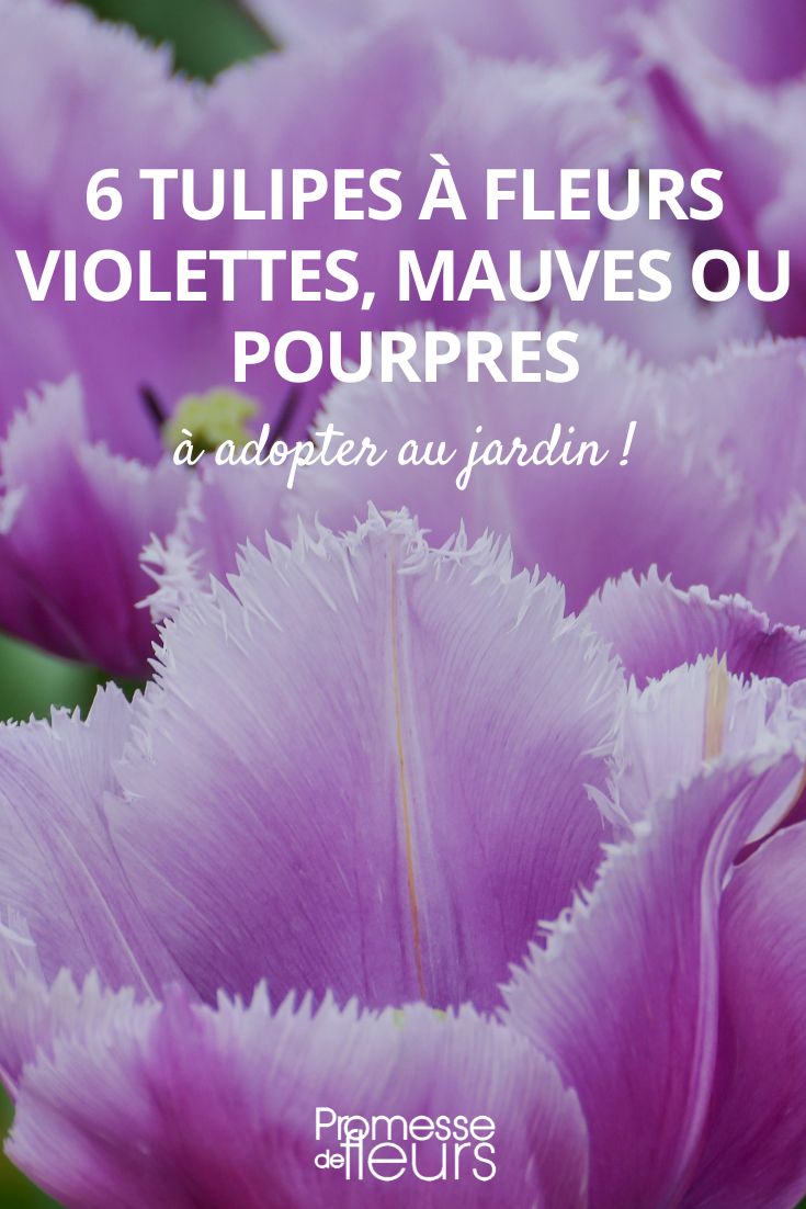 6 tulipas de flores violetas, malvas e púrpuras
