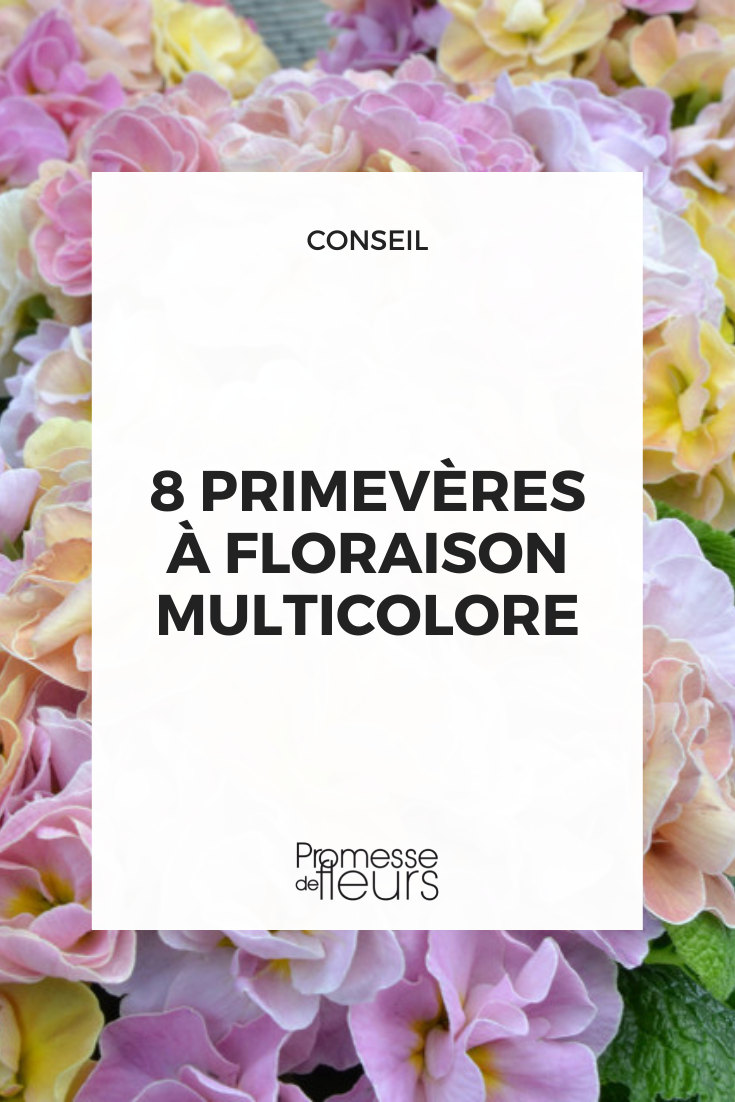 Prímula multiflora de flores multicolores