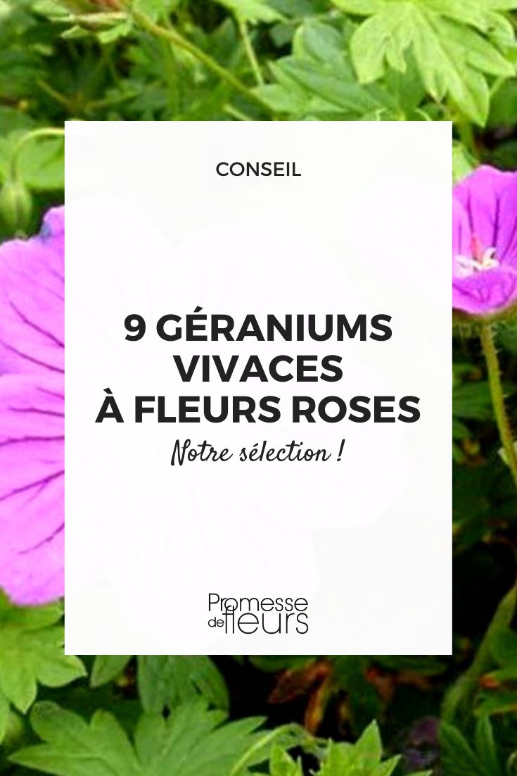 gerânio vivaz de floração cor-de-rosa