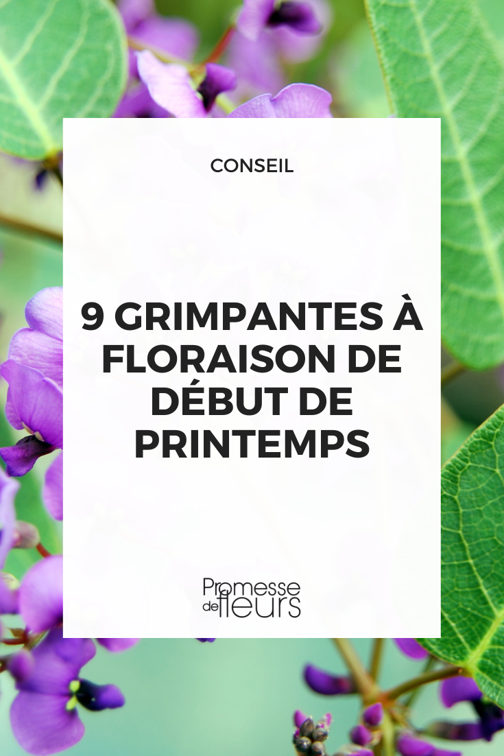 Plantas trepadeiras que florescem no início da primavera