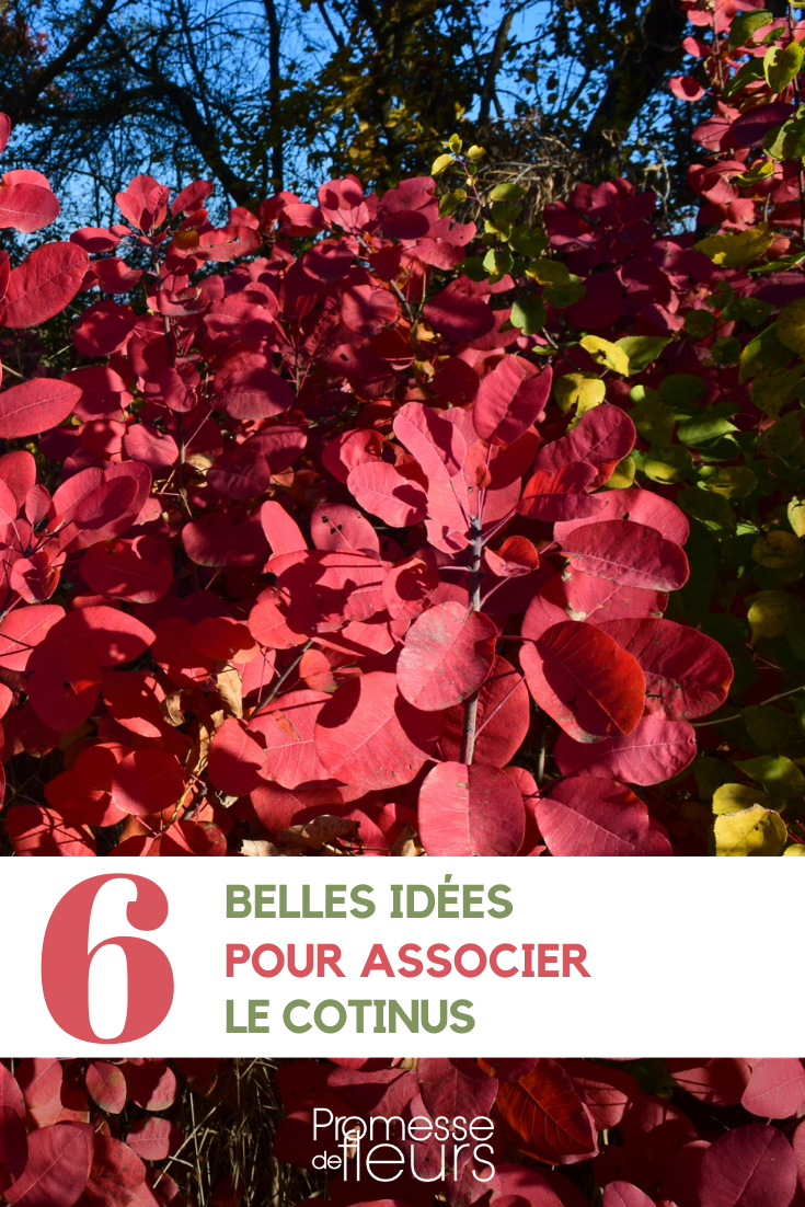Combinações com Cotinus ou árvore-da-peruca no jardim