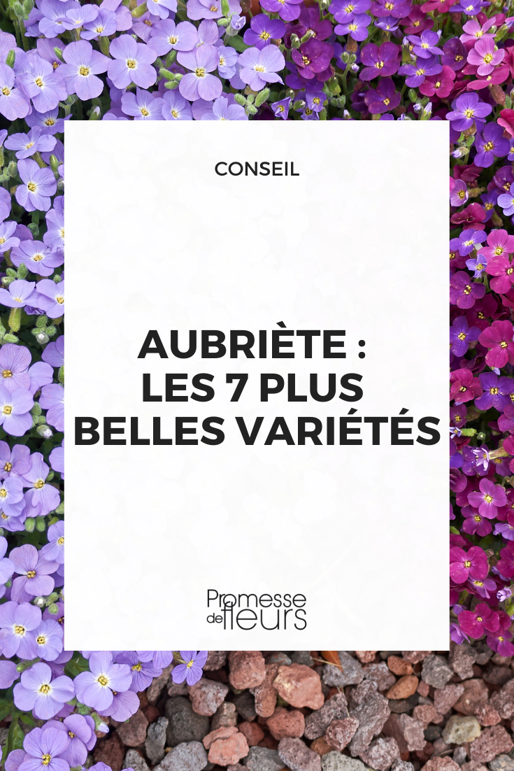 aubrecia