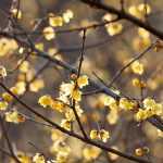 Combinar o Chimonanthus