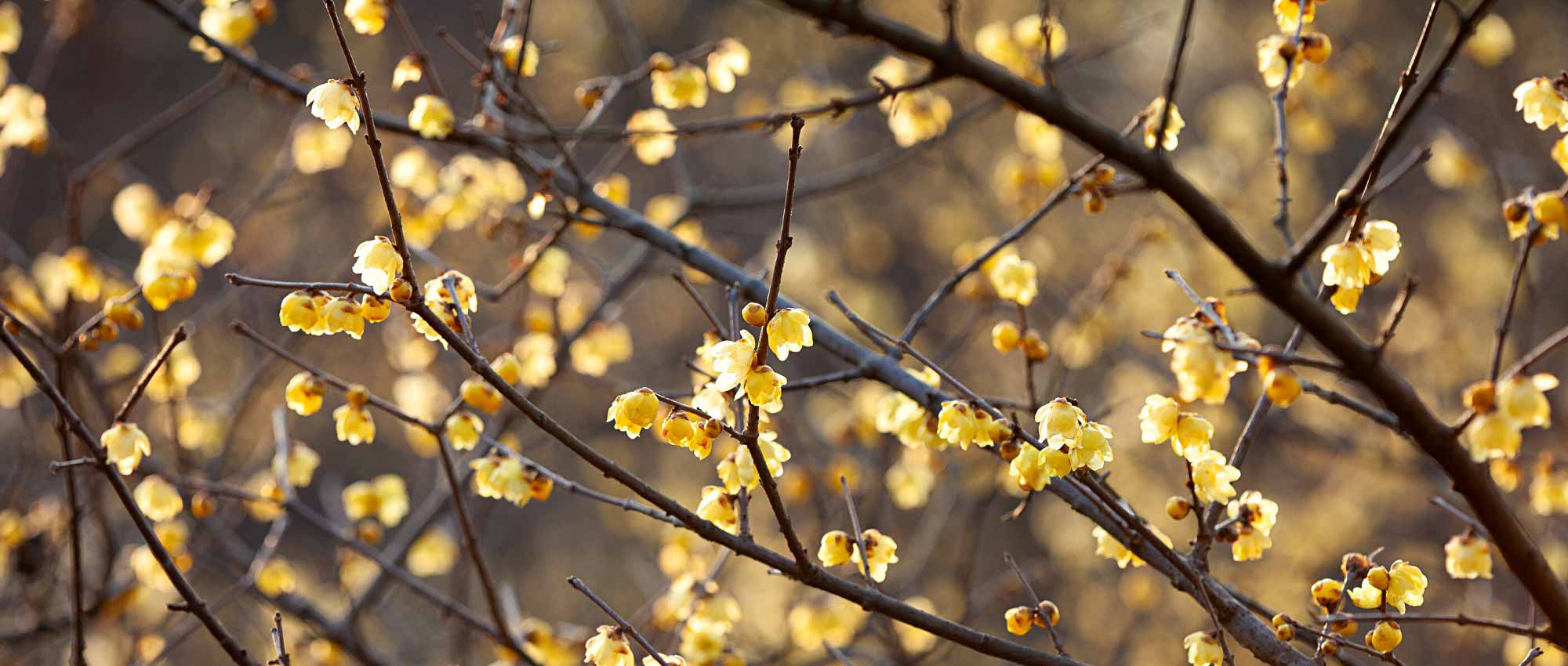 Combinar o Chimonanthus