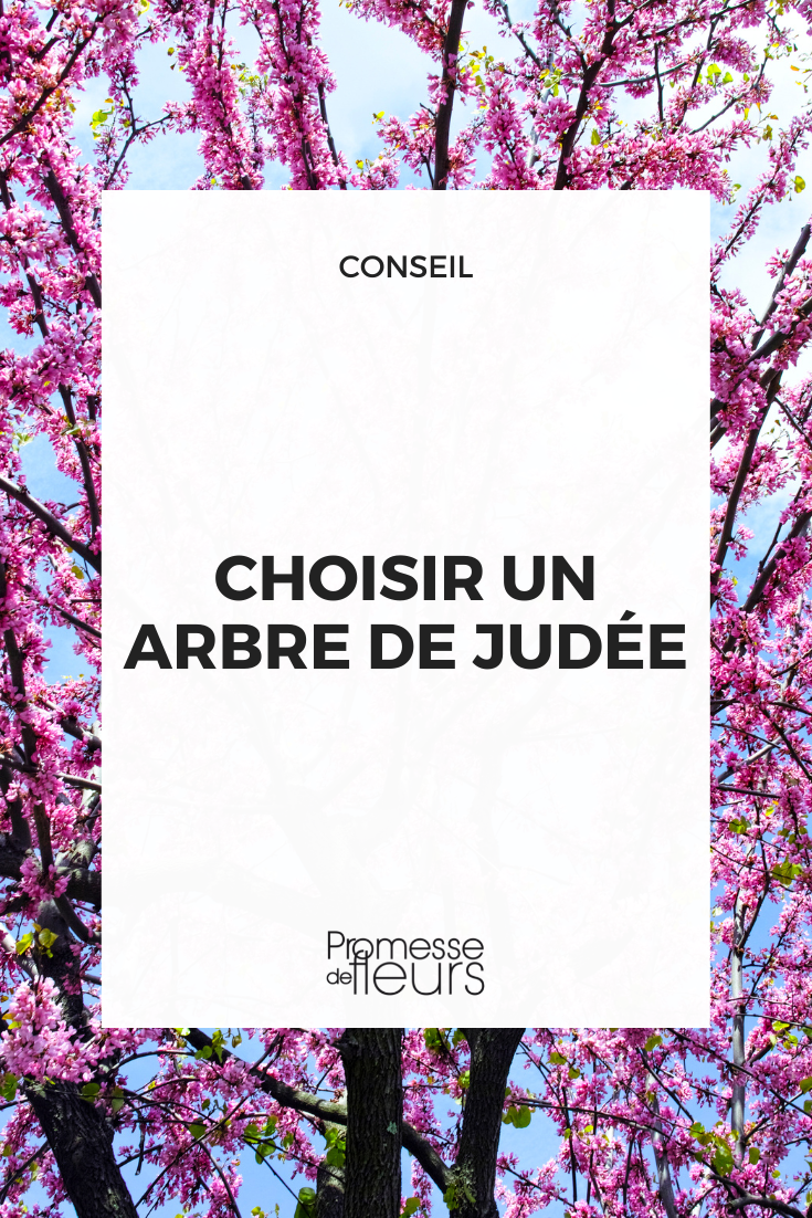 Como escolher uma olaia, Cercis