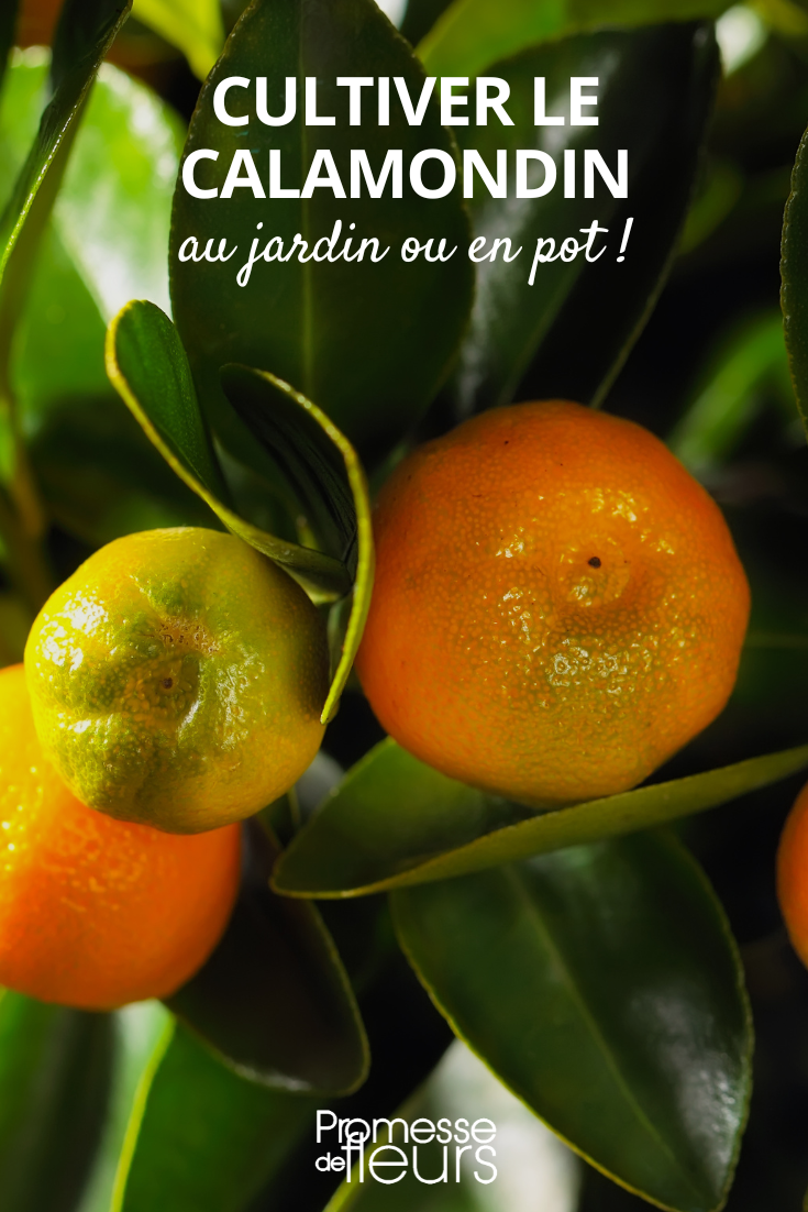 Conselhos de cultivo do Calamondin