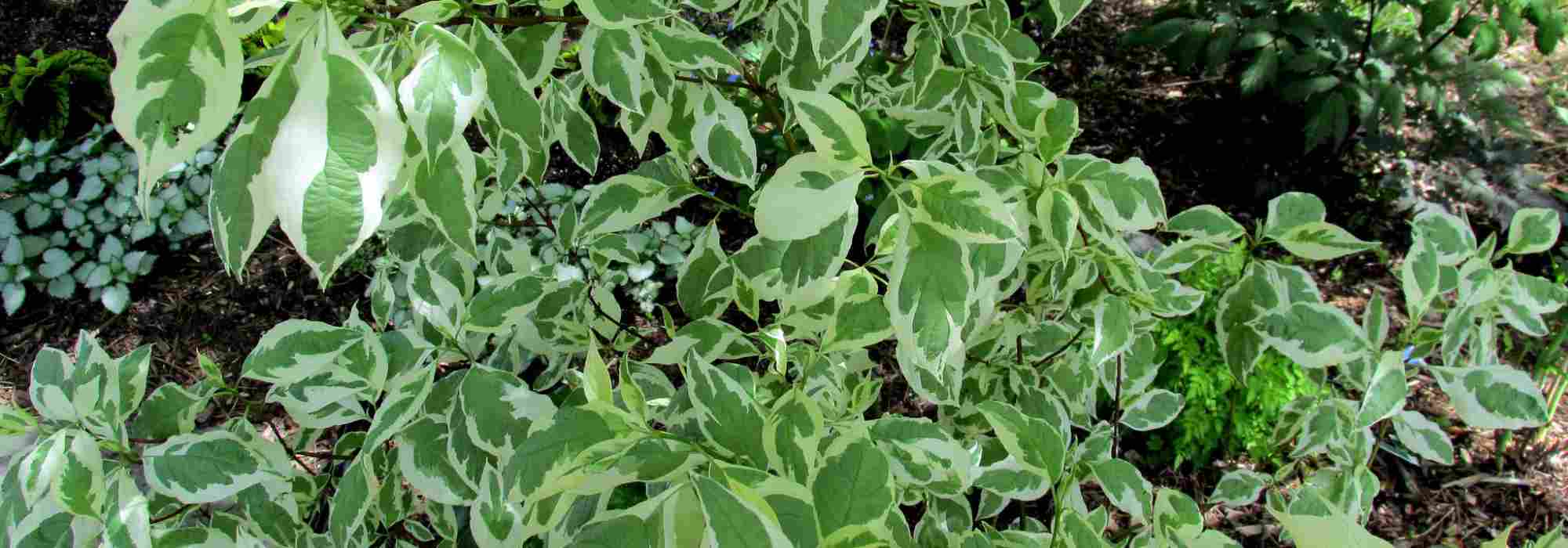 Cornisos – Cornus: as folhagens mais bonitas