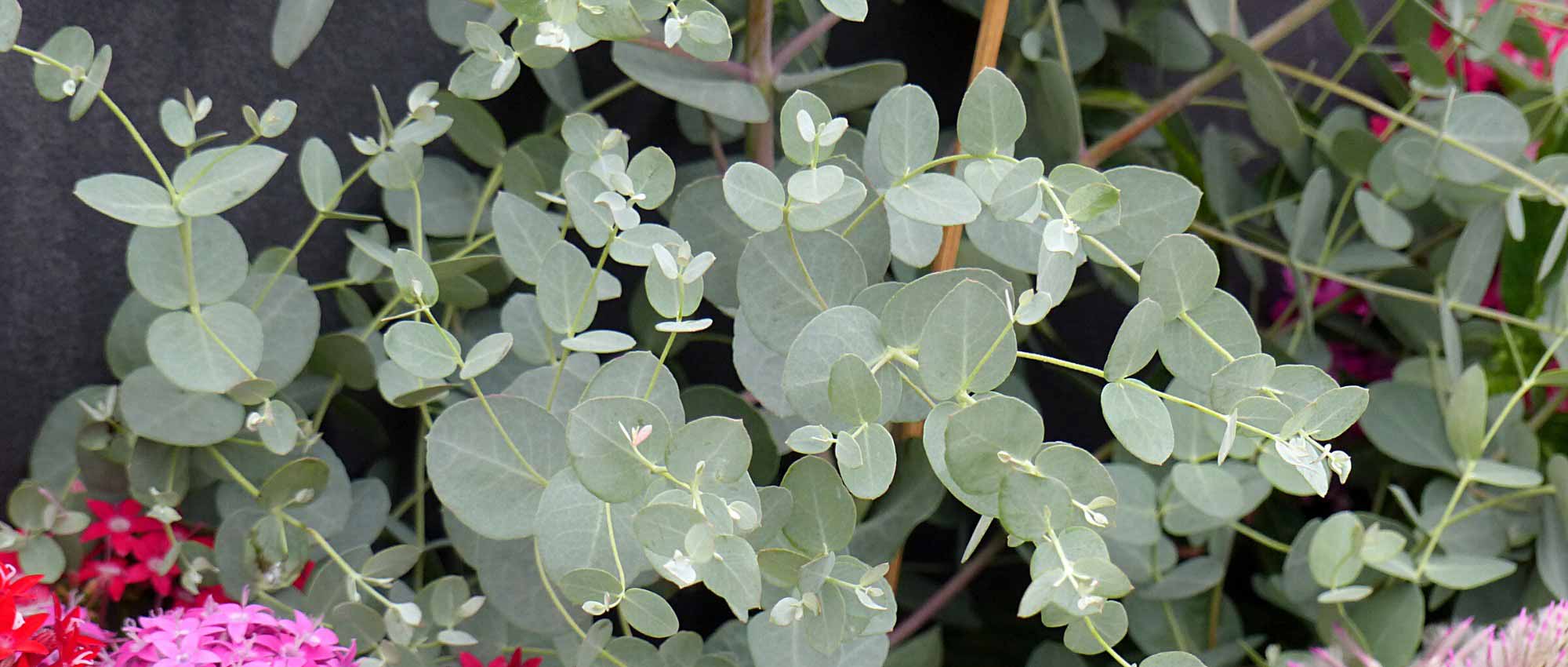 Cultivar um eucalipto em vaso