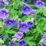 8 gerânios vivazes de flores azuis
