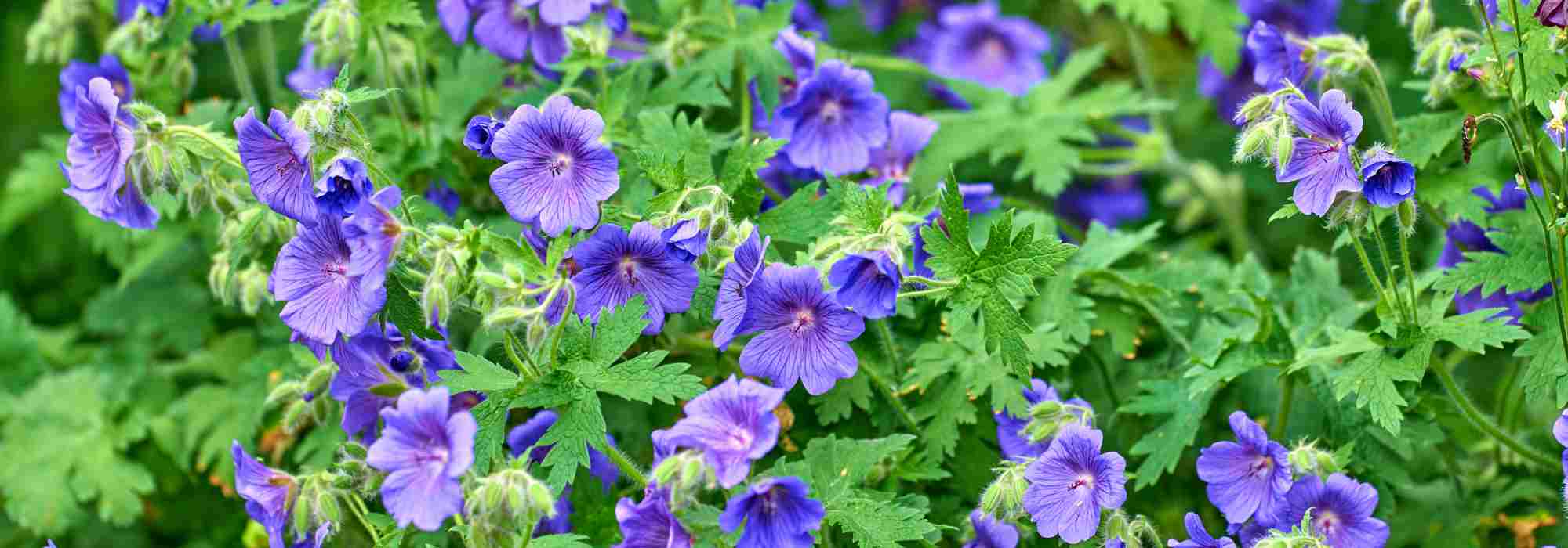 8 gerânios vivazes de flores azuis