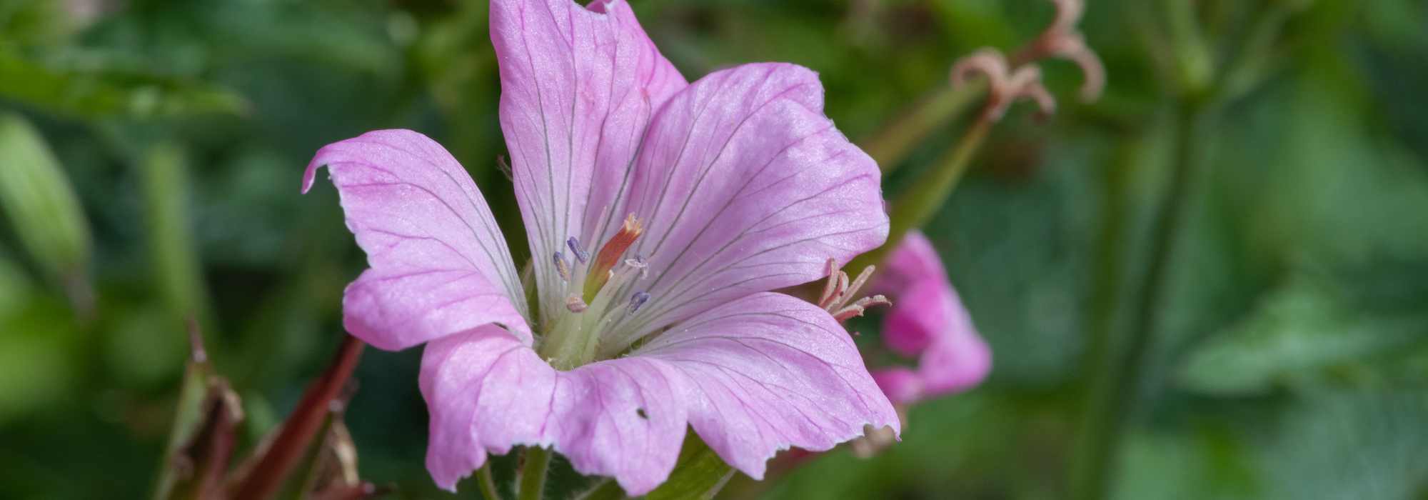 9 gerânios vivazes com flores cor-de-rosa
