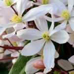 9 trepadeiras com floração no início da primavera
