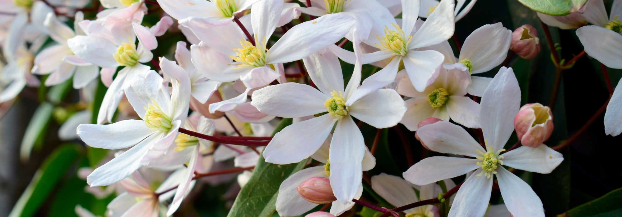 9 trepadeiras com floração no início da primavera
