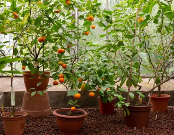 Como plantar ou transplantar um citrino em vaso?