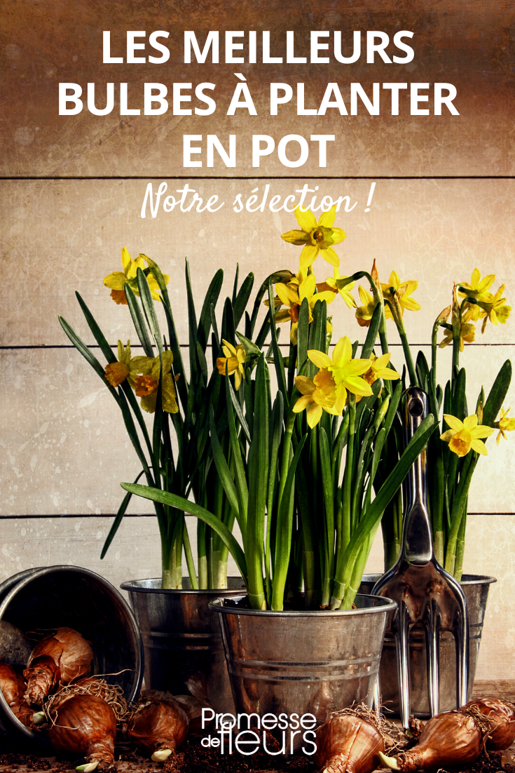 Plantas bolbosas para vaso, floreira e floreira de grandes dimensões