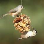 Fazer bolas de sementes para as aves com uma pinha