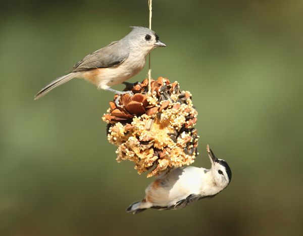 Fazer bolas de sementes para as aves com uma pinha