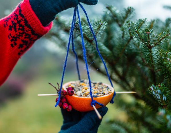 Como fazer um comedouro para aves com laranjas?