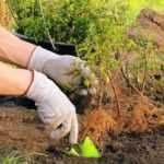 Plantar buxos de raízes nuas